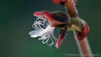 Anoectochilus regalis Blume